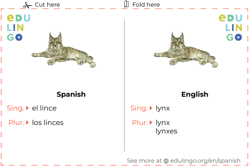 Lynx in Spanish vocabulary flashcard for printing, practicing and learning