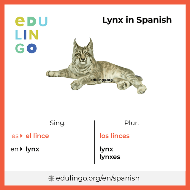 Lynx in Spanish vocabulary picture with singular and plural for download and printing