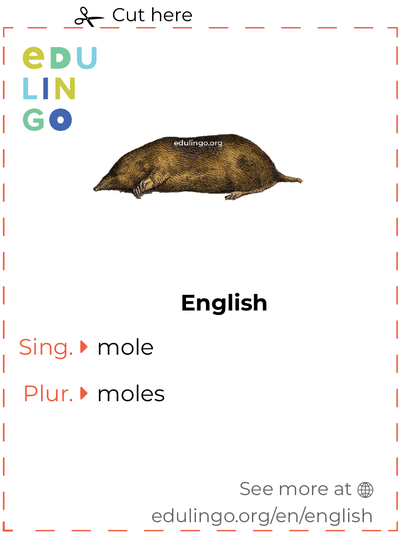 Mole in English vocabulary flashcard for printing, practicing and learning