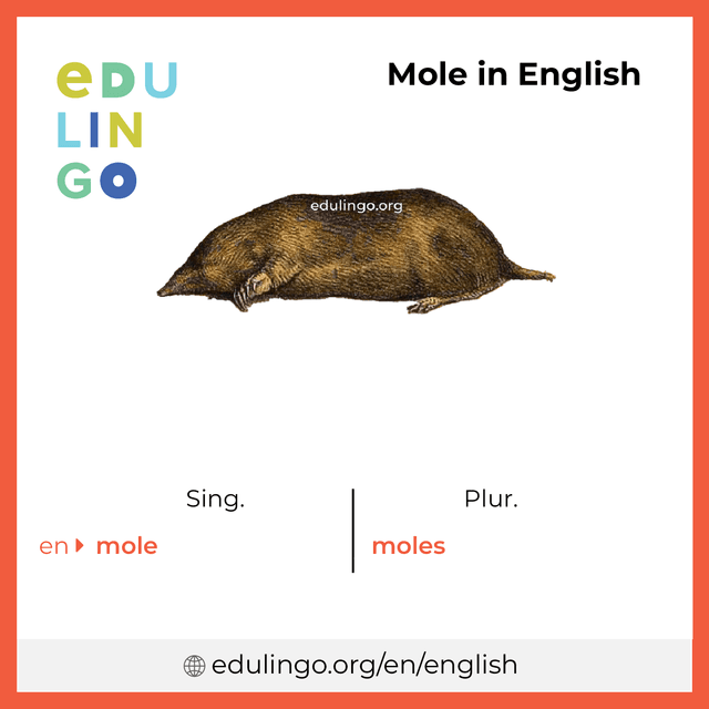 Mole in English vocabulary picture with singular and plural for download and printing