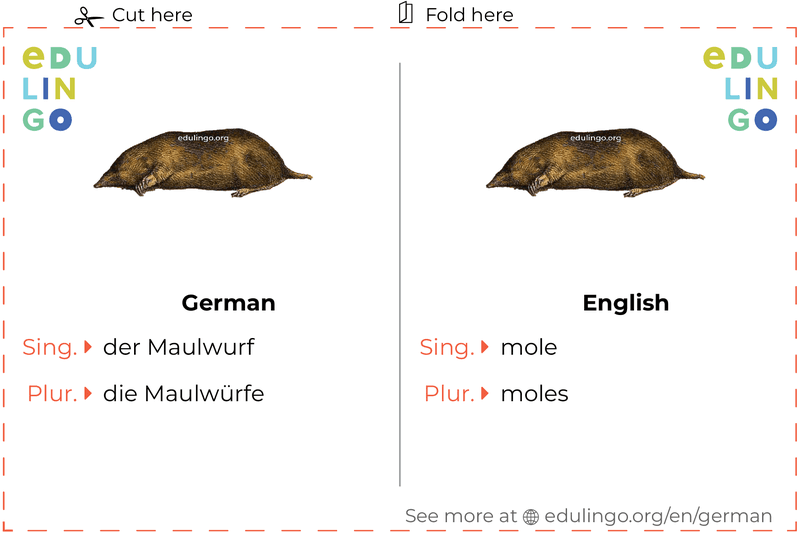 Mole in German vocabulary flashcard for printing, practicing and learning