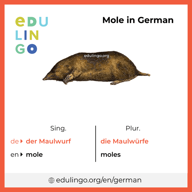 Mole in German vocabulary picture with singular and plural for download and printing