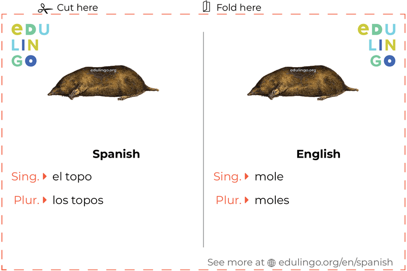 Mole in Spanish vocabulary flashcard for printing, practicing and learning