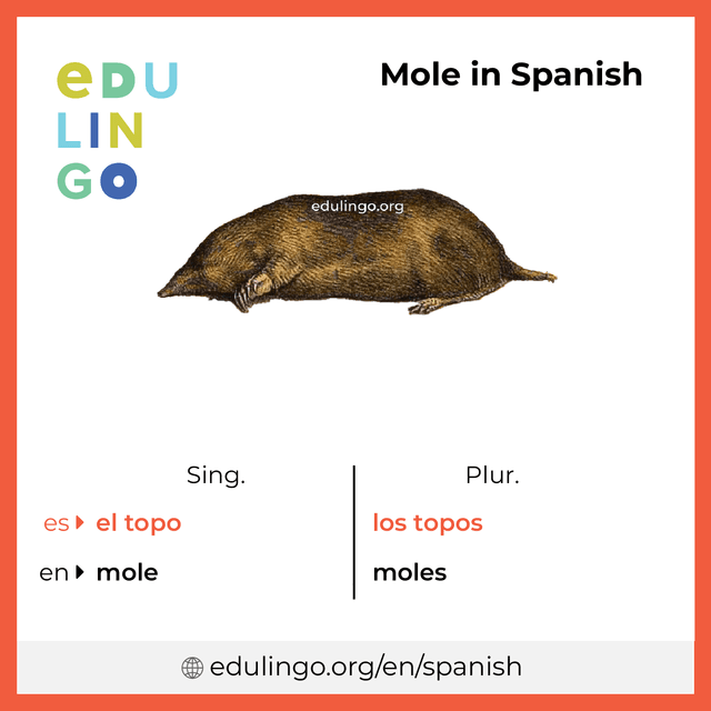 Mole in Spanish vocabulary picture with singular and plural for download and printing