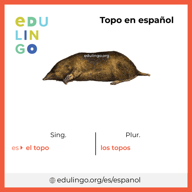 Imagen de vocabulario Topo en español con singular y plural para descargar e imprimir