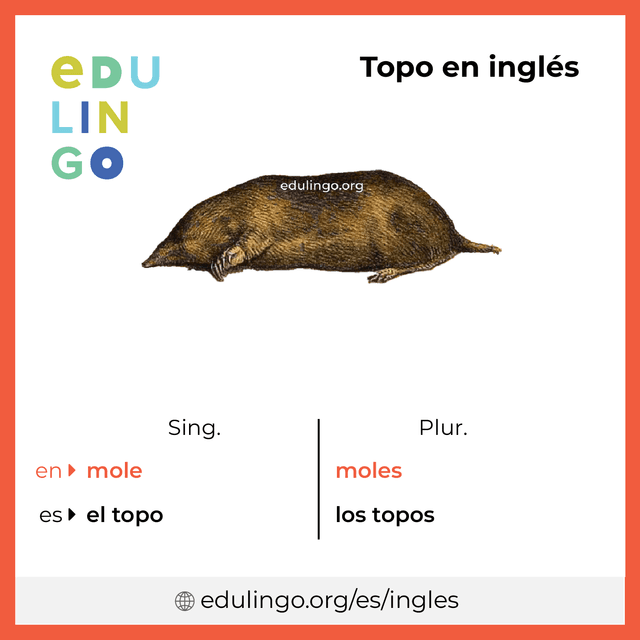 Imagen de vocabulario Topo en inglés con singular y plural para descargar e imprimir