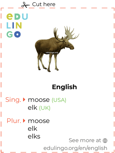 Moose in English vocabulary flashcard for printing, practicing and learning