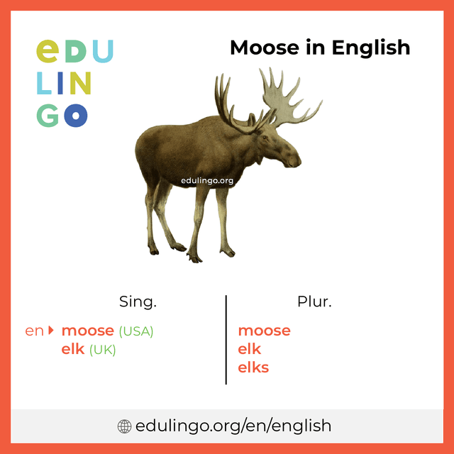 Moose in English vocabulary picture with singular and plural for download and printing