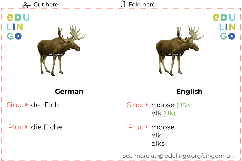 Moose in German vocabulary flashcard for printing, practicing and learning