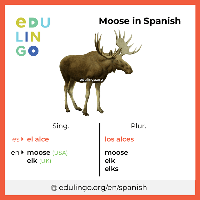 Moose in Spanish vocabulary picture with singular and plural for download and printing