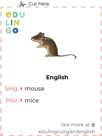 Mouse in English vocabulary flashcard for printing, practicing and learning