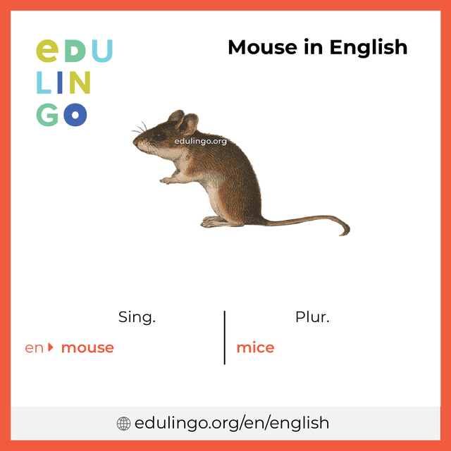 Mouse in English vocabulary picture with singular and plural for download and printing