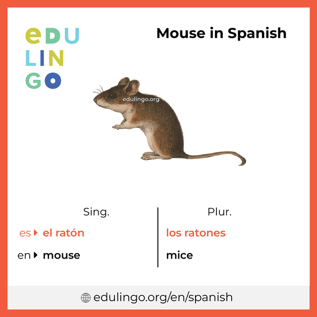 Mouse in Spanish vocabulary picture with singular and plural for download and printing