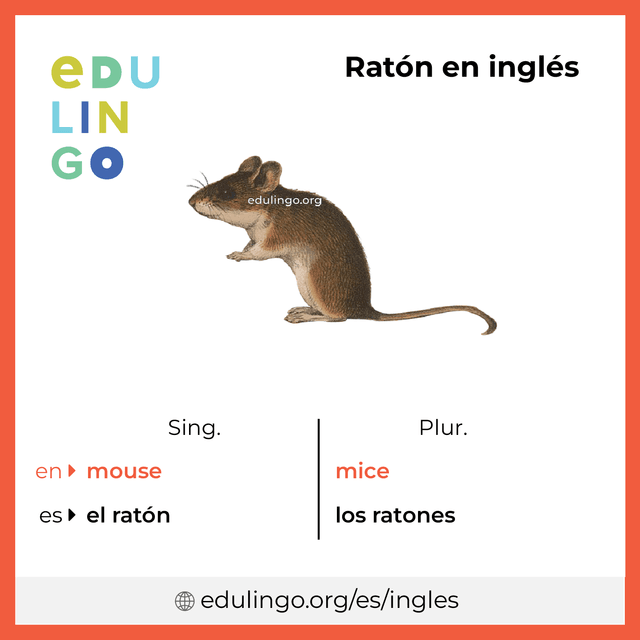 Imagen de vocabulario Ratón en inglés con singular y plural para descargar e imprimir