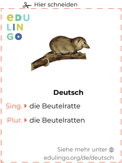 Beutelratte auf Deutsch Vokabelkartei zum Ausdrucken, Üben und Lernen