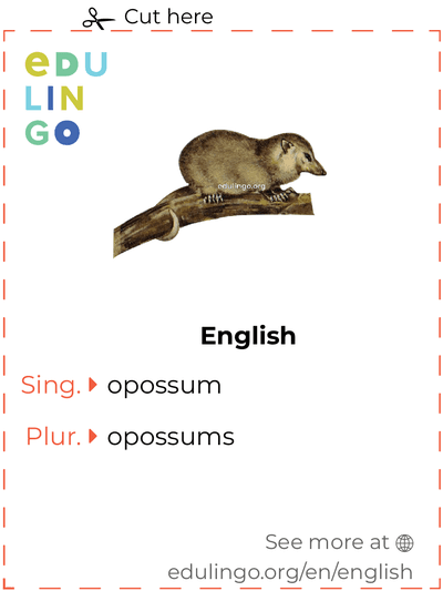 Opossum in English vocabulary flashcard for printing, practicing and learning