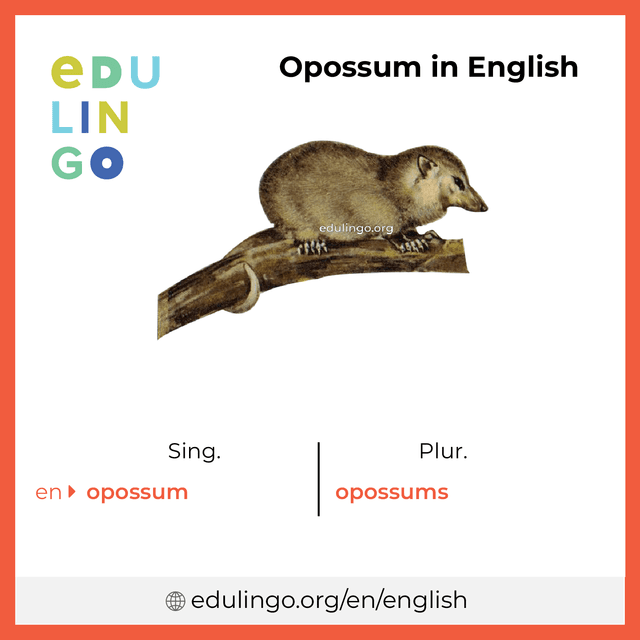 Opossum in English vocabulary picture with singular and plural for download and printing
