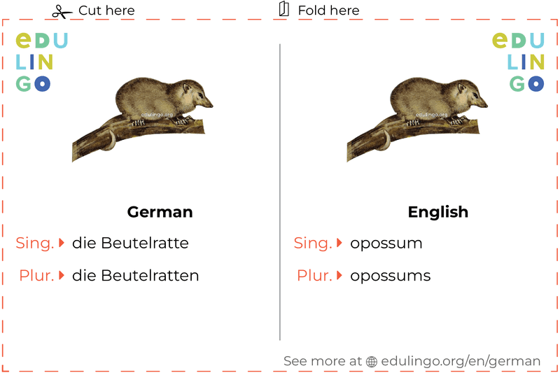 Opossum in German vocabulary flashcard for printing, practicing and learning