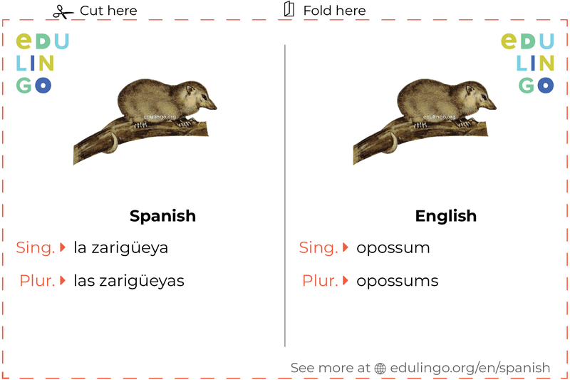 Opossum in Spanish vocabulary flashcard for printing, practicing and learning
