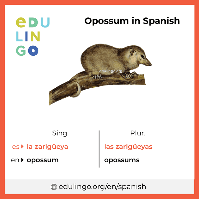 Opossum in Spanish vocabulary picture with singular and plural for download and printing