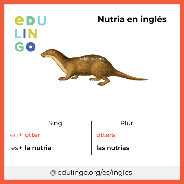Imagen de vocabulario Nutria en inglés con singular y plural para descargar e imprimir