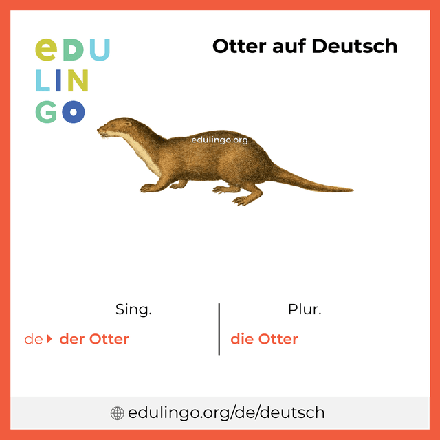 Otter auf Deutsch Vokabelbild mit Singular und Plural zum Herunterladen und Ausdrucken