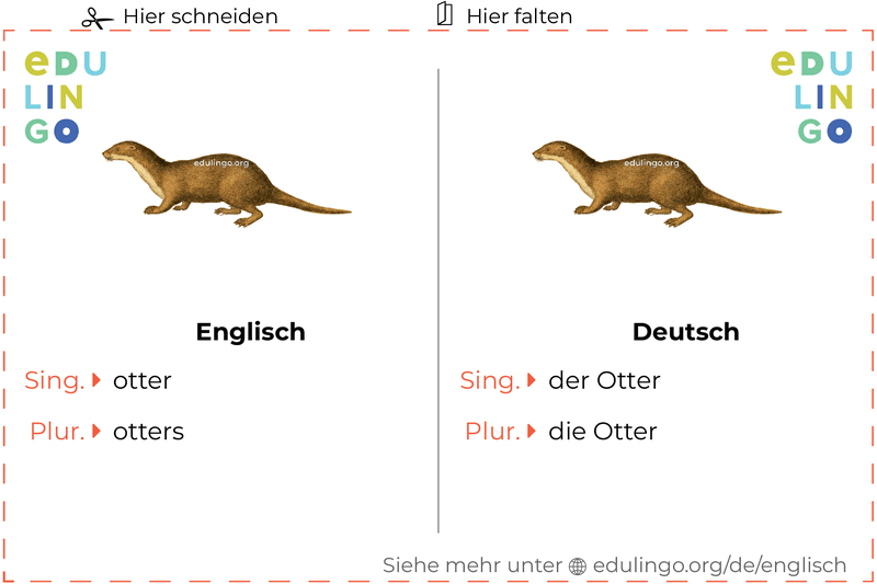 Otter auf Englisch Vokabelkartei zum Ausdrucken, Üben und Lernen