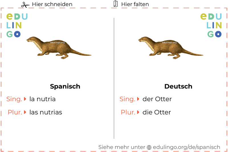 Otter auf Spanisch Vokabelkartei zum Ausdrucken, Üben und Lernen