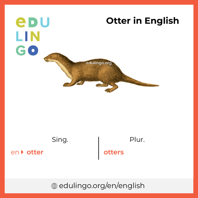 Otter in English vocabulary picture with singular and plural for download and printing