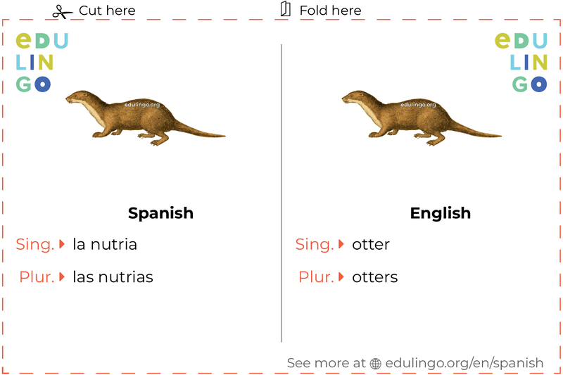 Otter in Spanish vocabulary flashcard for printing, practicing and learning
