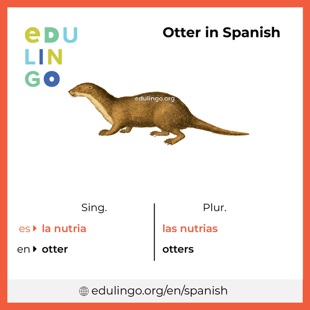 Otter in Spanish vocabulary picture with singular and plural for download and printing