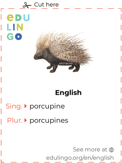 Porcupine in English vocabulary flashcard for printing, practicing and learning