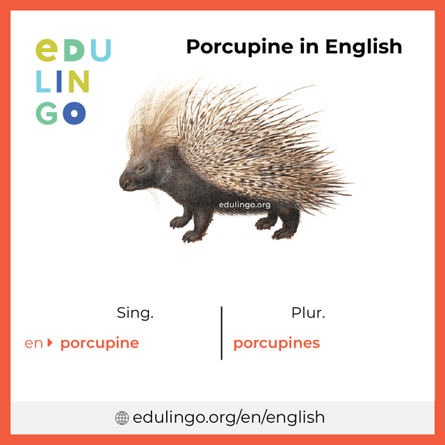 Porcupine in English vocabulary picture with singular and plural for download and printing