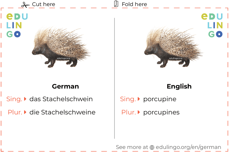 Porcupine in German vocabulary flashcard for printing, practicing and learning