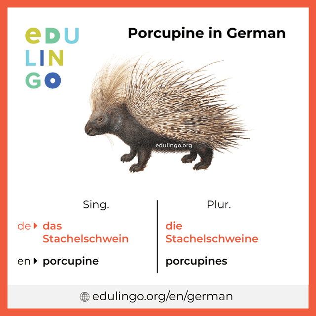 Porcupine in German vocabulary picture with singular and plural for download and printing