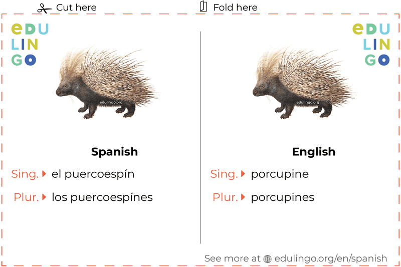 Porcupine in Spanish vocabulary flashcard for printing, practicing and learning