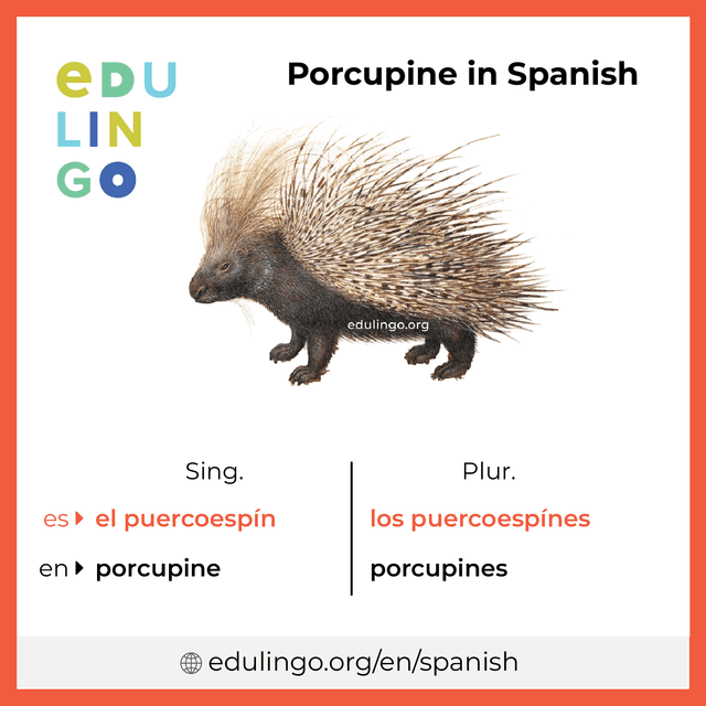 Porcupine in Spanish vocabulary picture with singular and plural for download and printing