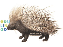 Thumbnail: Porcupine in English