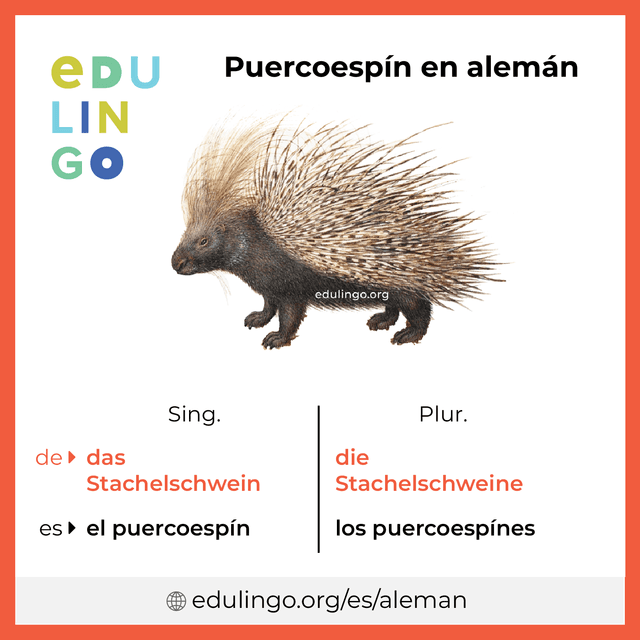 Imagen de vocabulario Puercoespín en alemán con singular y plural para descargar e imprimir