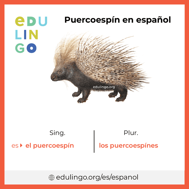 Imagen de vocabulario Puercoespín en español con singular y plural para descargar e imprimir