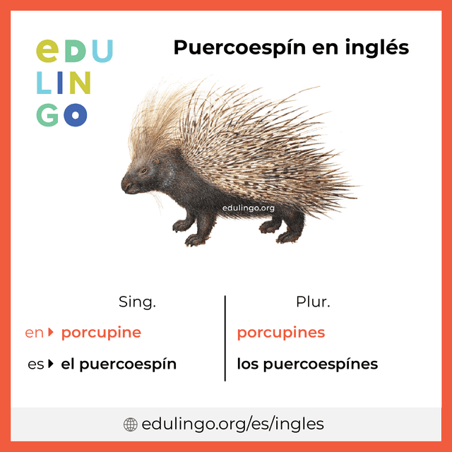 Imagen de vocabulario Puercoespín en inglés con singular y plural para descargar e imprimir