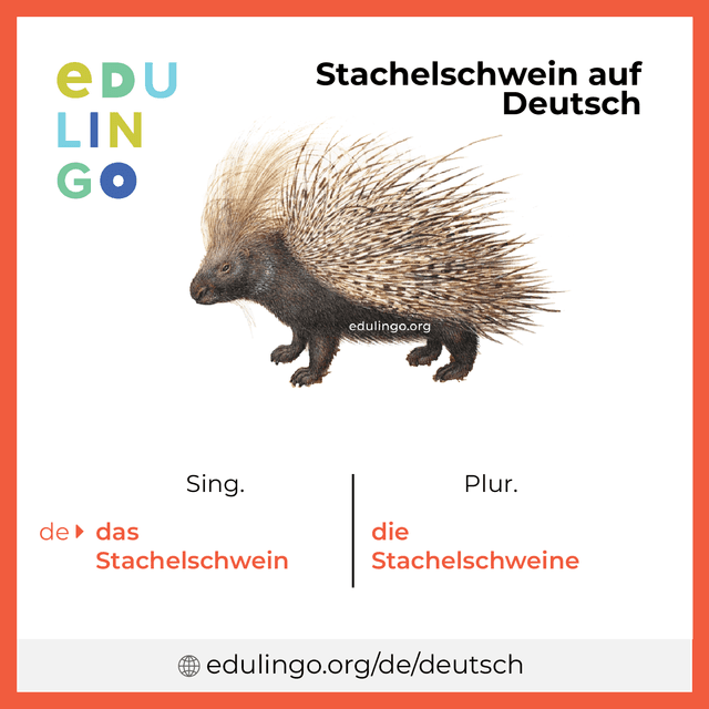 Stachelschwein auf Deutsch Vokabelbild mit Singular und Plural zum Herunterladen und Ausdrucken
