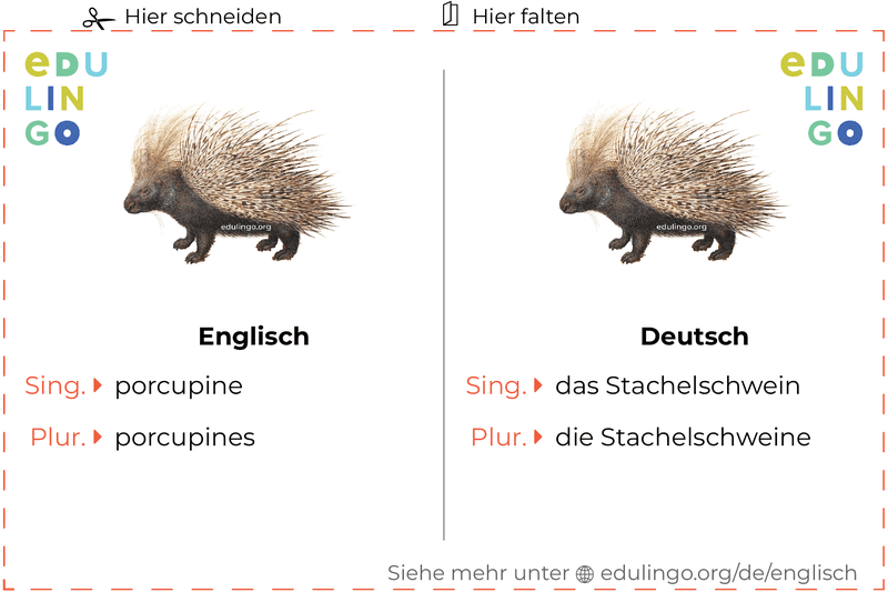 Stachelschwein auf Englisch Vokabelkartei zum Ausdrucken, Üben und Lernen