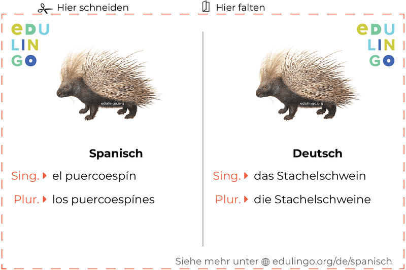 Stachelschwein auf Spanisch Vokabelkartei zum Ausdrucken, Üben und Lernen