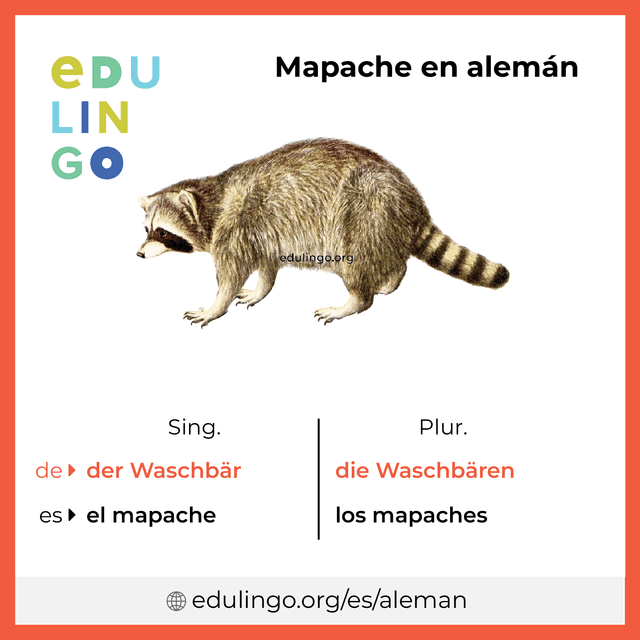 Imagen de vocabulario Mapache en alemán con singular y plural para descargar e imprimir