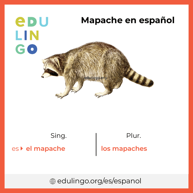 Imagen de vocabulario Mapache en español con singular y plural para descargar e imprimir