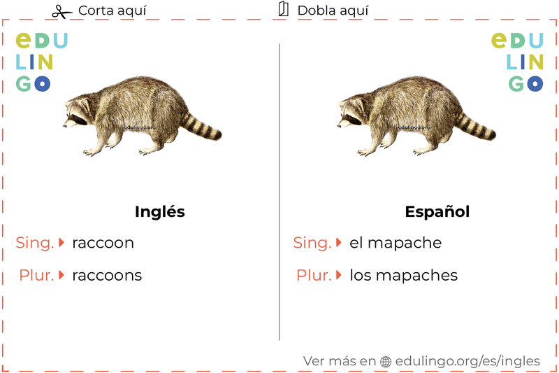 Ficha de Vocabulario Mapache en inglés para imprimir, practicar y aprender