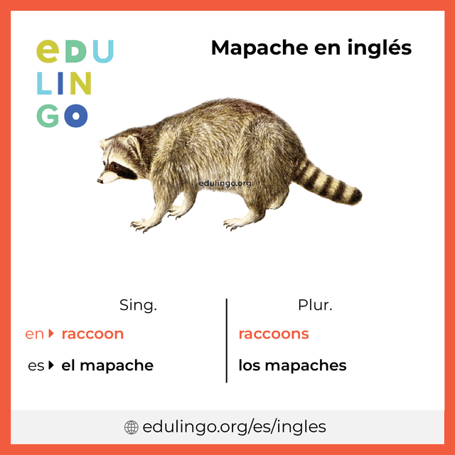 Imagen de vocabulario Mapache en inglés con singular y plural para descargar e imprimir