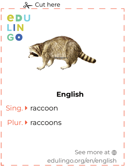 Raccoon in English vocabulary flashcard for printing, practicing and learning