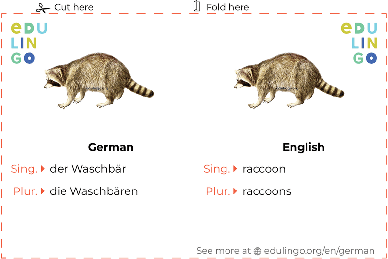 Raccoon in German vocabulary flashcard for printing, practicing and learning